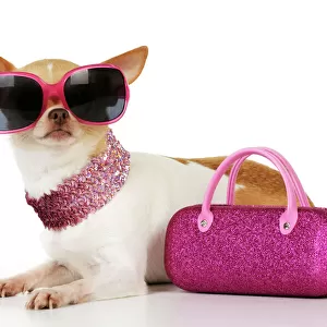 DOG. Chihuahua wearing sunglasses with pink bag