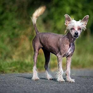 Dog - Chinese Crested Dog - on road