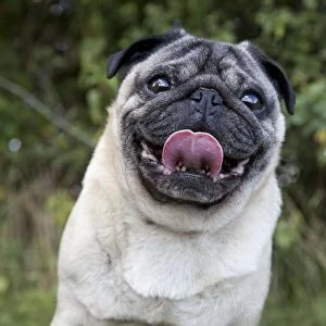 Dog - Chinese Pug - sticking tongue out