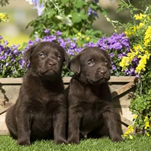 Dog - Chocolate Labrador puppies