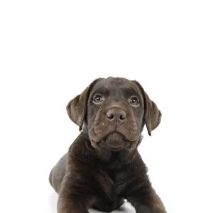 Dog - Chocolate Labrador puppy - lying down