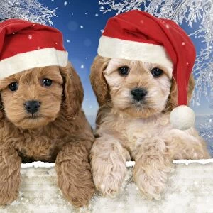 Dog. Cockerpoo puppies (7 weeks old) looking over fence wearing Chritmas hats in snow scene Digital Manipulation: background USH - Hats JD - added all the snow