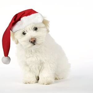 DOG - Coton de Tulear puppy ( 8 wks old ) wearing Christmas hat