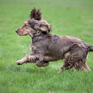 Dog - English Cocker Spaniel - running