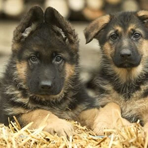 Dog - German Shepherd - two puppies