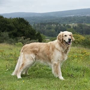 DOG - Golden retriever
