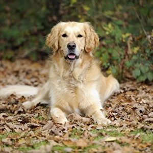 DOG. Golden retriever in leaves
