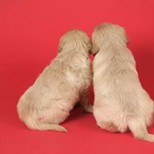 Dog. Golden Retriever puppies (6 weeks) rear view