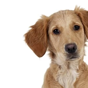 DOG - Golden retriever puppy (head shot) (13 weeks)