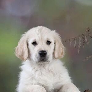 Dog - Golden Retriever - puppy leaning over tree trunk