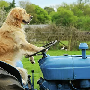 DOG. Golden retriever sitting on tractor