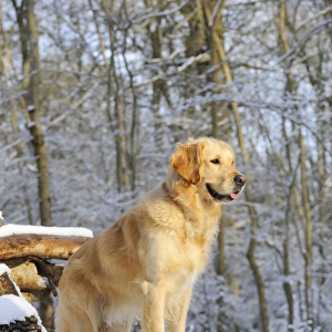 DOG. Golden retriever standing on snow covered logs