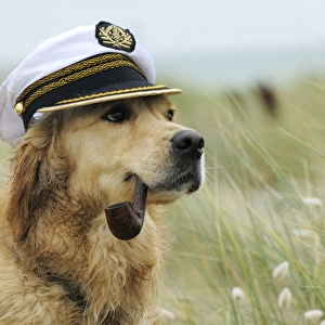 DOG. Golden retriever wearing captains hat smoking a pipe