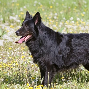Dog - Groenendael / Belgian Shepherd Dog. Also known as Chien de Berger Belge