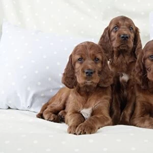 Dog - Irish Setter - Puppies sitting down on pillow