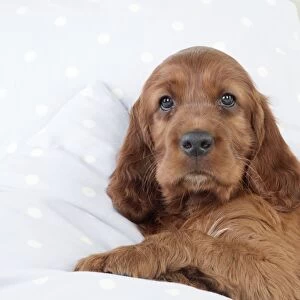 Dog - Irish Setter - Puppy lying down on pillow