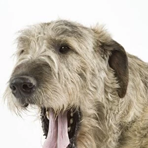 Dog - Irish Wolfhound - with mouth wide open