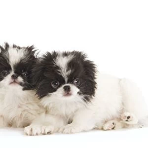Dog - Japanese Chin / Spaniel - puppies in studio