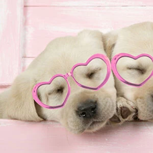 DOG. Labrador retriever puppies asleep in a wooden box wearing heart shaped glasses