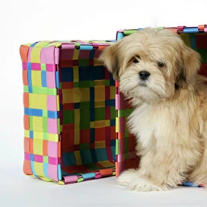 DOG - Lhasa Apso - 12 week old puppy in box