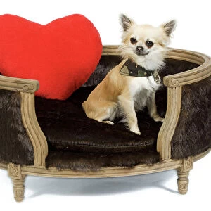 Dog - long-haired chihuahua in studio in dog bed with red heart cushion