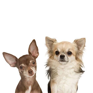 Dog - Long-haired & short-haired Chihuahua in studio