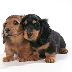Dog - Miniature Long-haired Dachshund - two puppies sitting down together