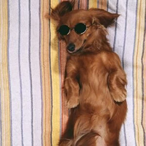 DOG - Miniature long-haired dachshund / Teckel - sunbathing, wi