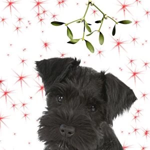 Dog - Miniature Schnauzer - 10 week old puppy - sitting down under mistletoe Digital Manipulation: Mistletoe (USH). Stars