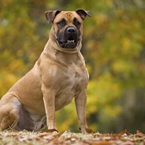 Dog - Perro de Presa Mallorquin / Ca de Bou / Majorca Mastiff