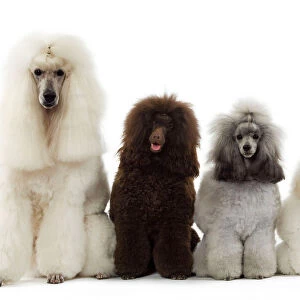 Dog - Poodles - Row of 4 (caniche)