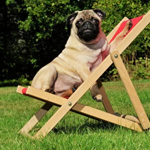 DOG. Pug in a deck chair
