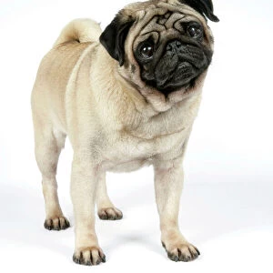 DOG. PUG ( fawn ) with its head cocked