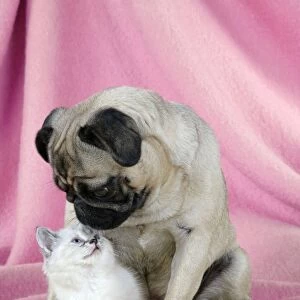 DOG. Pug with a kitten on pink background