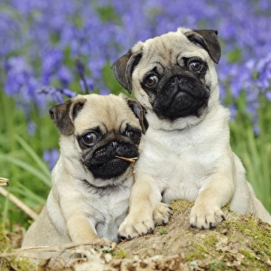 DOG. Pug puppies standing together in bluebells