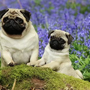 DOG. Pug standing next to pug puppy in bluebells