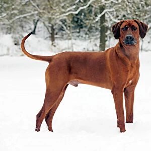 DOG - Rhodesian ridgeback in snow