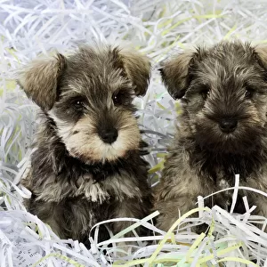 DOG. Schnauzer puppies sitting in paper shreddings