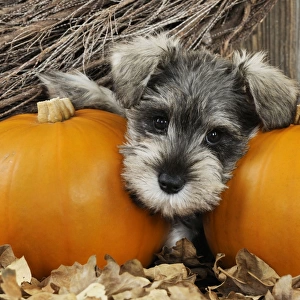 DOG. Schnauzer puppy looking through gap in pumpkins