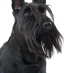 Dog - Scottish / Aberdeen Terrier