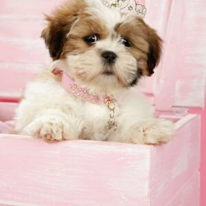 DOG, Shih Tzu - 10 week old puppy with tiara in a wooden chest