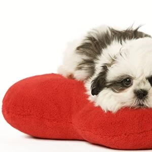 Dog - Shih Tzu puppy in studio on heart cushion
