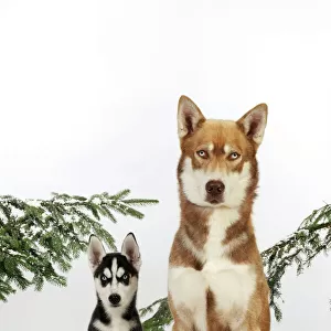 DOG. Siberian husky puppy sitting next to siberian husky in snow
