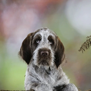 DOG. Spinone puppy looking over a log