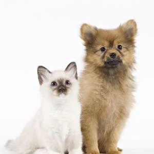 Dog - Spitz Nain with Cat - Birman kitten