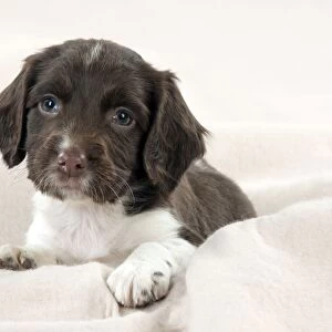 DOG - Springer Spaniel puppies laying on a blanket