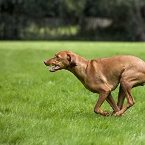 Dog - Vizsla Hunting Dog running
