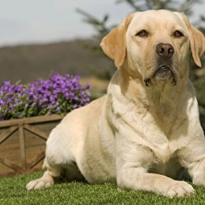 Dog - Yellow Labrador