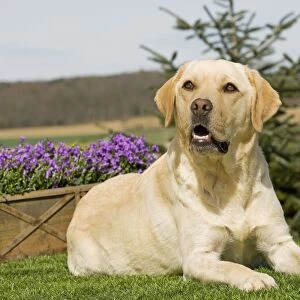 Dog - Yellow Labrador