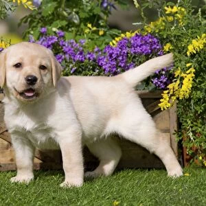 Dog - Yellow Labrador puppy